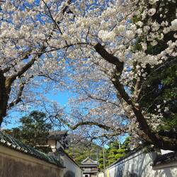 Les cerisiers nous font vraiment honneur!