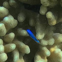 Blue Devil Damselfish