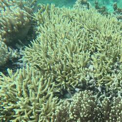 It's always nice to see healthy coral!
