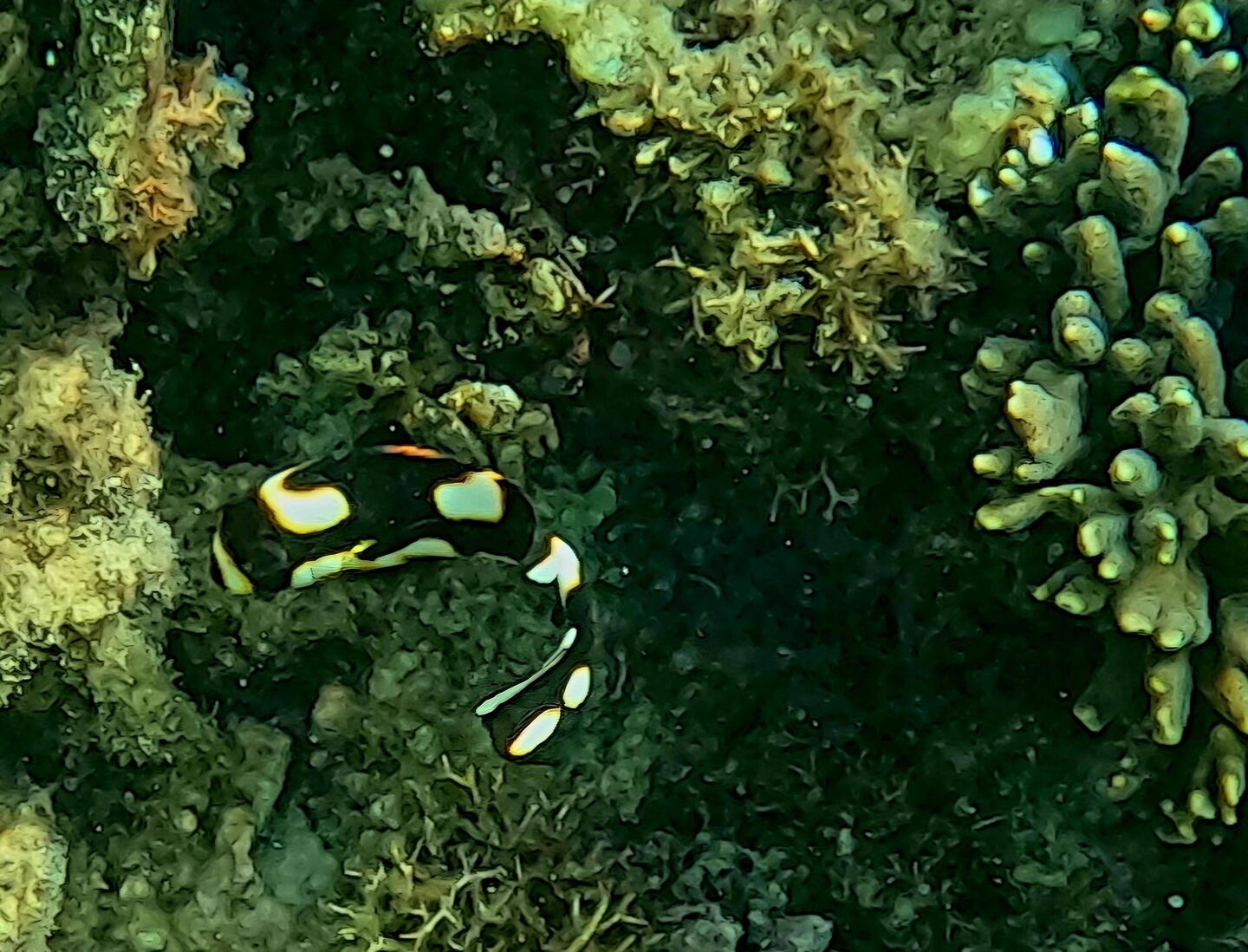 Oriental Sweetlips