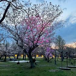 Haven ved Nijo Castle