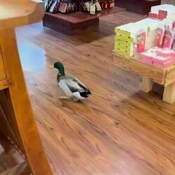 Na wer hat denn hier seinen Einkaufswagen vergessen?