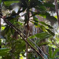 selbst die Sonne kommt hier kaum durch