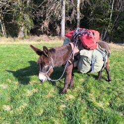 Mein Esel für diese Tage: Okapi