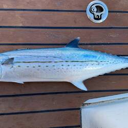 die Makrele durfte weiterschwimmen - zu nah am Riff gefangen (Ciguatera Gefahr)