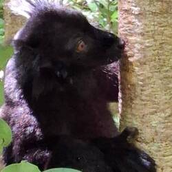 Lémurien noir (rare)