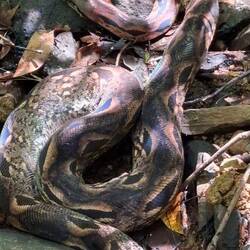 Boa constrictor 😱