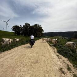 Ab hier ging es für ca. 10 km durch Rinderweiden hindurch.