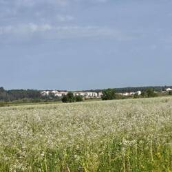 A field of wildflowers with a town in the distance