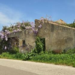Wisteria taking over an abandoned building