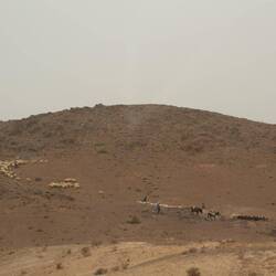 Harte Arbeit für den Schäfer