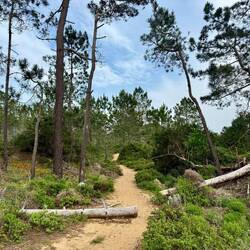 Der Weg führte am Schluss noch durch einen kleinen Akazienwald