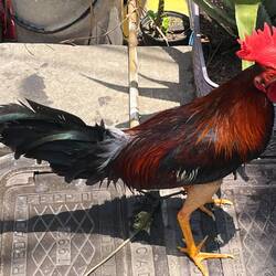 Ein Kampfhahn mit rasierten Schenkeln