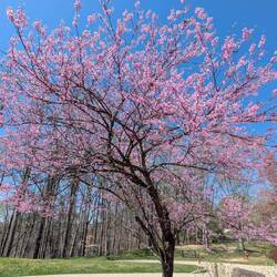 Redbud Tree