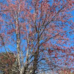 Red Maple Tree