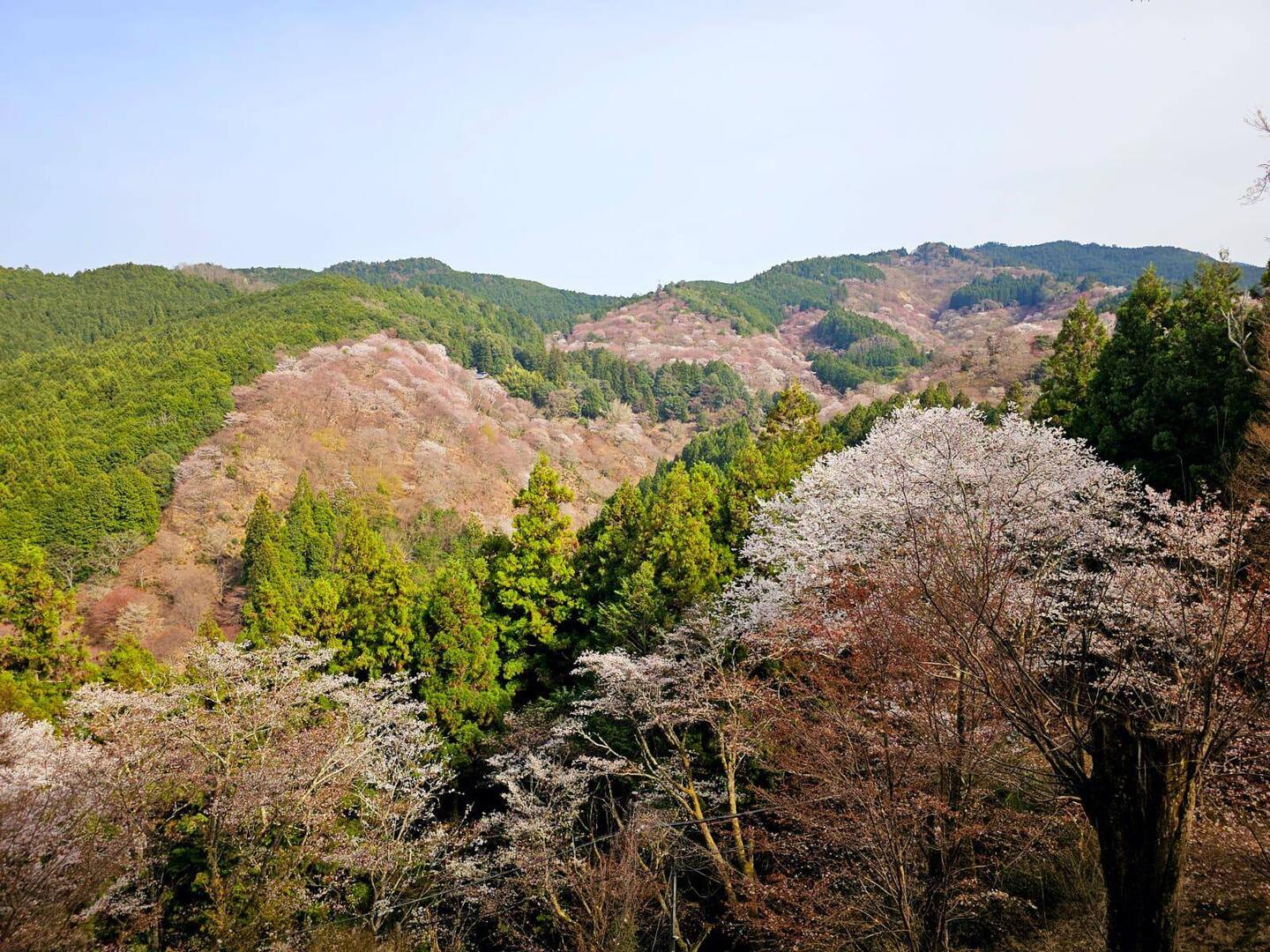 Vallée recouverte de cerisiers