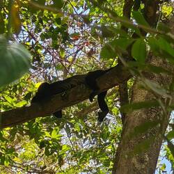 Ein chillender Brüllaffe