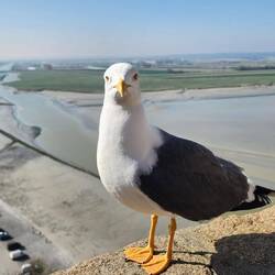 Seagull with an attitude
