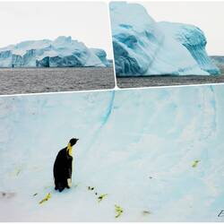 What's that little black dot on the iceberg? Why it's our first emperor penguin of the expedition.