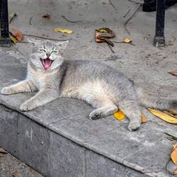 Sie gähnt nur. 😺