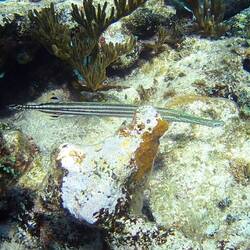 Trumpetfish - mouth is on the right