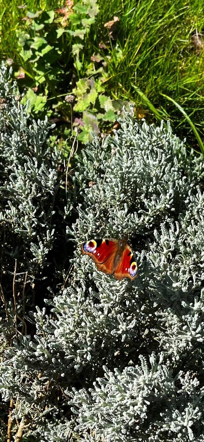 Peacock butterfly