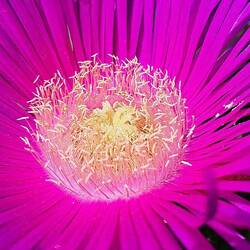 Blüte Toroni