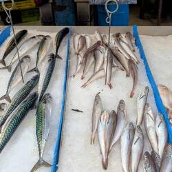 At a different fish market.