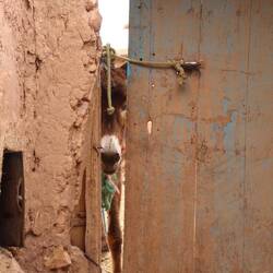 Oh wer schaut denn da durch?