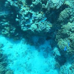 Der Kopf der Muräne ist zu erkennen