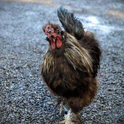 Das hawaiianische Whookie - Huhn: So flauschig! 😁😉