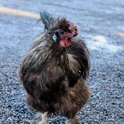 Hühner laufen auf Hawaii überall frei herum