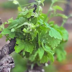 The grape vines are growing
