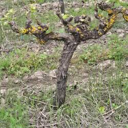 The vines remind me on bonsai