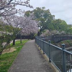 Cherry trees blooming in Nagasaki