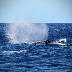 Humpbacks ahead!