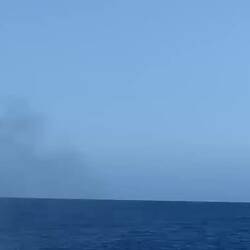 Was für wunderschöne Tiere.