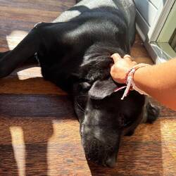 Chunt amigs am morge uf oisi Veranda go schlafe vor de Tür 🥰