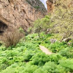 Mitten durch wilden Fenchel