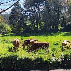 Guernsey cows