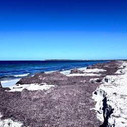 Arno Bay with mountains of weed