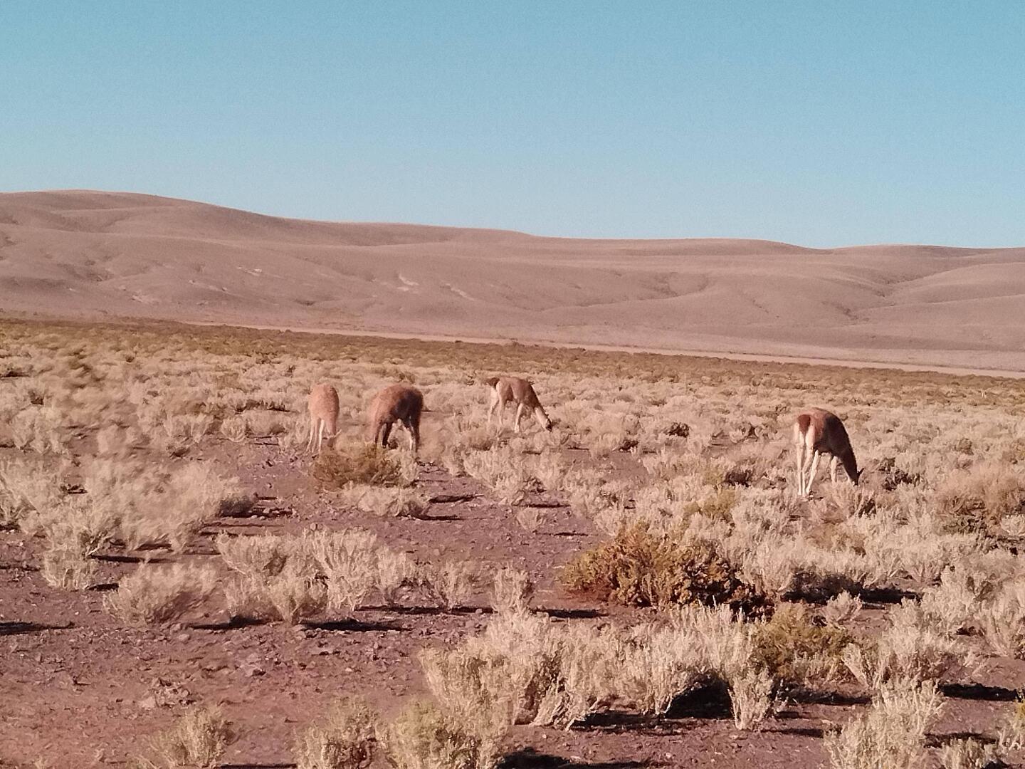 Guanacos