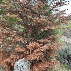 Pinsapo dying from the fungus Heterobasidium annosum