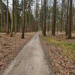 Waldwege hoch und runter
