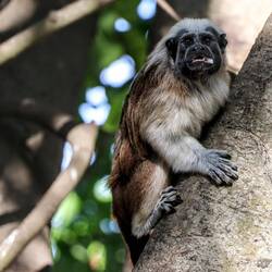 In one of the city's central parks lives a family of small and strange monkeys...