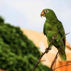 It's wonderful to see these beautiful birds flying freely through the city...