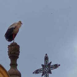 Close up of one stork