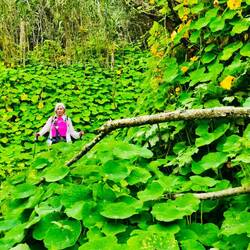 Lost in a sea of foliage