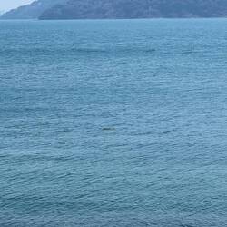 Nothern Right Whale Dolphins (rethvalsdelfin? 🤔)?