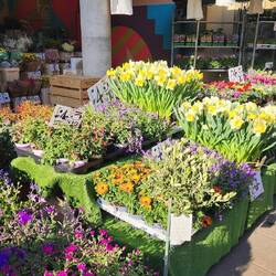 Beautiful flowers in Southampton